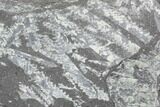 3.7" Fossil Graptolite Cluster (Didymograptus) - Great Britain - #103484-1